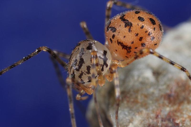 Scytodes_thoracica_D8263_Z_90_Badhoevedorp_Nederland.jpg