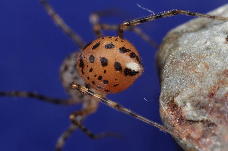 Scytodes_thoracica_D8265_Z_88_Badhoevedorp_Nederland.jpg