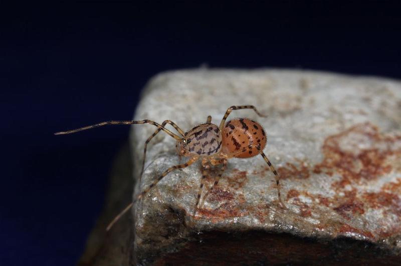 Scytodes_thoracica_D8269_Z_91_Badhoevedorp_Nederland.jpg