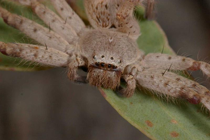 Delena_cancarides_D2643_Z_86_-_Australie.jpg