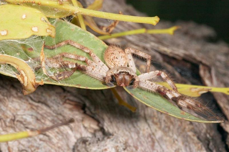 Delena_cancarides_D2644_Z_88_-_Australie.jpg