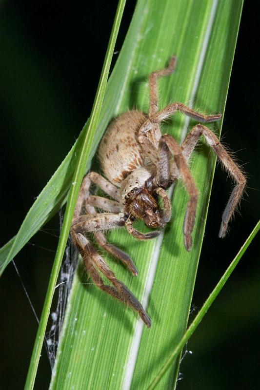 Delena_cancarides_D2645_Z_89_-_Australie.jpg