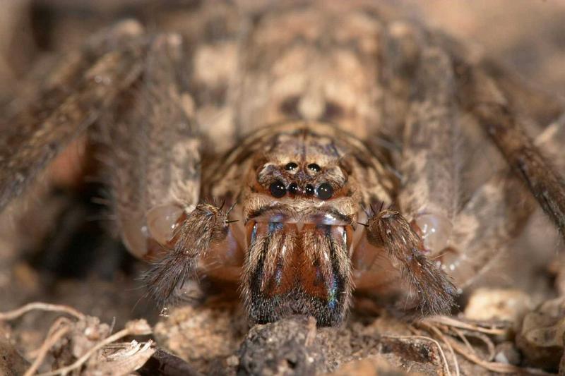 Heteropoda_ZZ279_D2648_Z_89_-_Australie.jpg