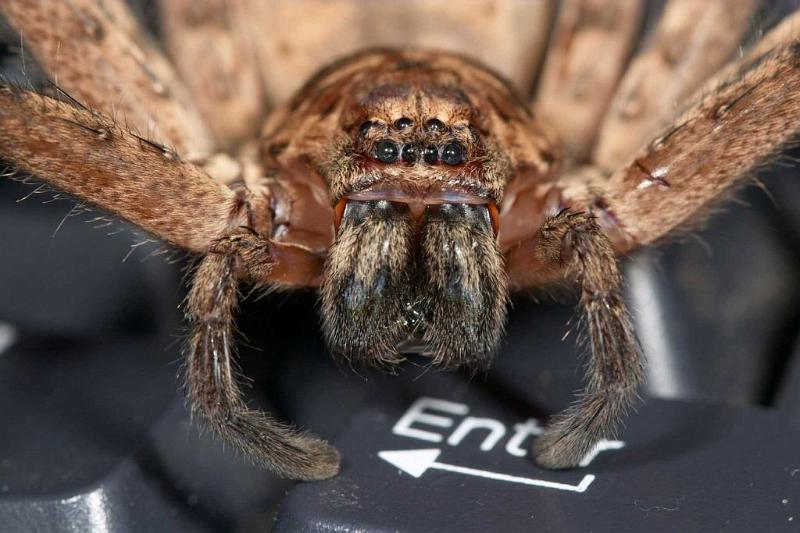 Heteropoda_ZZ279_D2655_Z_87_-_Australie.jpg