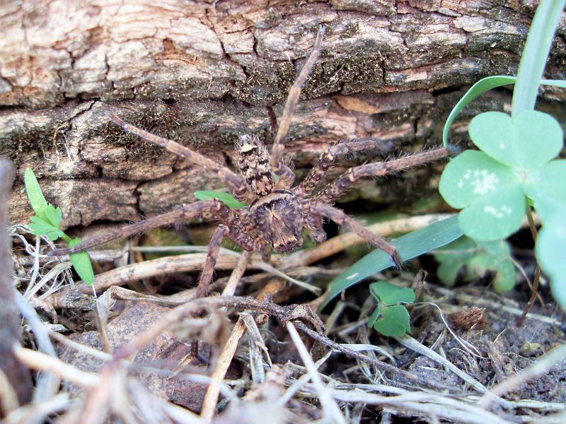 Heteropoda_ZZ451_D5989_Z_88_Rockhampton_Australie.jpg