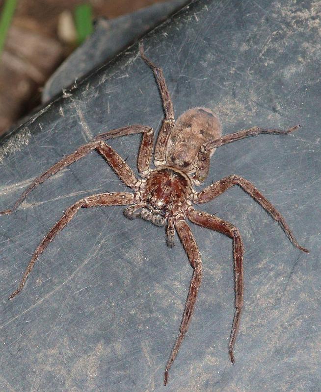 Heteropoda_cervina_D6337_Z_90_Brisbane_Australie.jpg