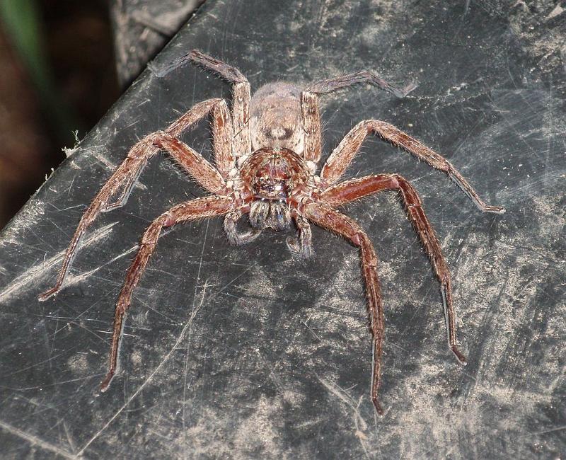 Heteropoda_cervina_D6338_Z_89_Brisbane_Australie.jpg