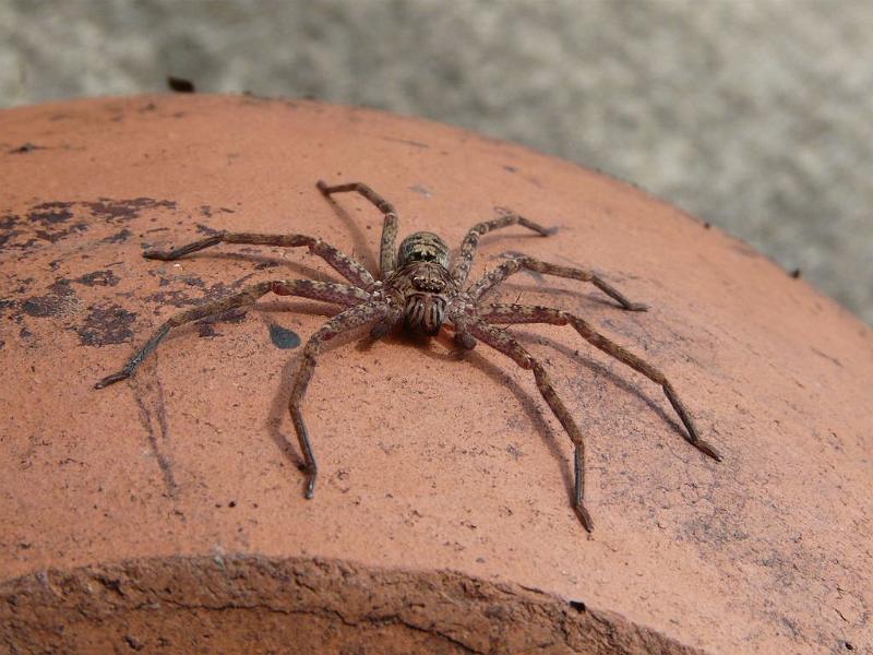 Heteropoda_cervina_D6705_Z_90_Brisbane_Australie.jpg