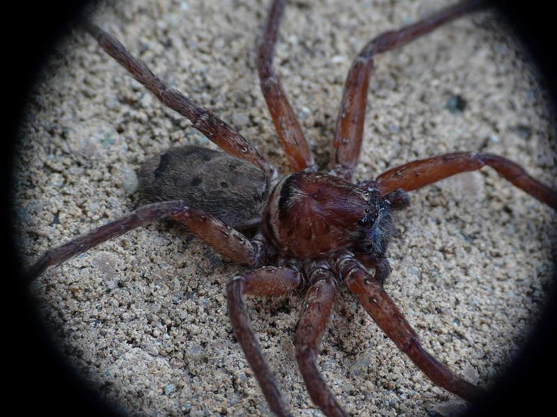 Heteropoda_cervina_D6721_Z_86_Brisbane_Australie.jpg