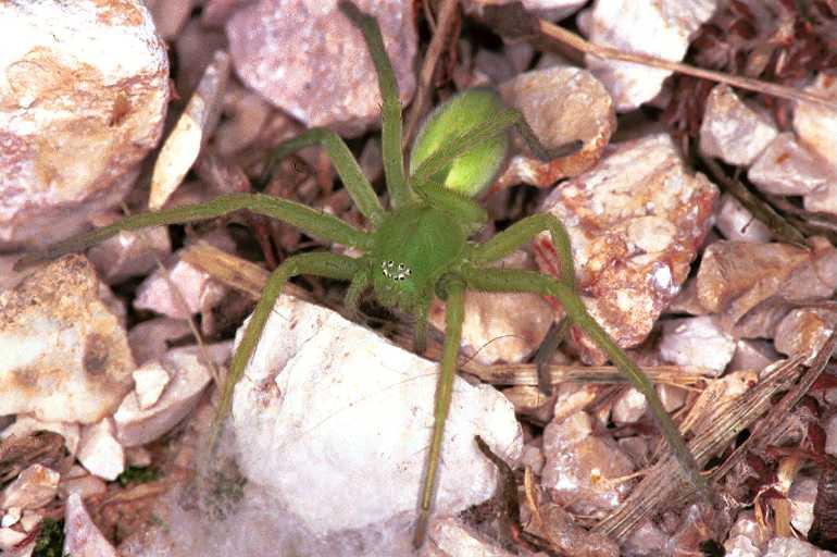 Micrommata_virescens_F0954_Z_80_Colombey-les-Belles_Frankrijk.jpg