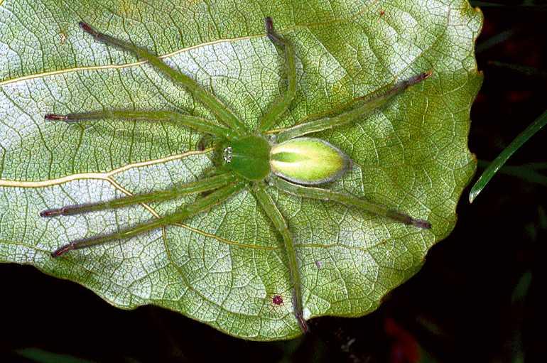 Micrommata_virescens_F0957_Z_78_Colombey-les-Belles_Frankrijk.jpg