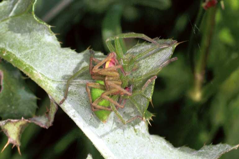 Micrommata_virescens_F1220_Z_78_Laprade_Frankrijk.jpg