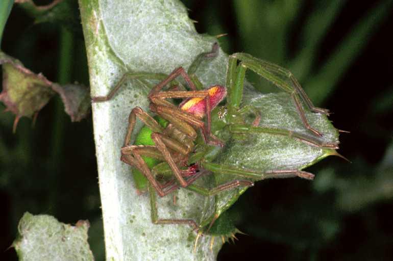 Micrommata_virescens_F1222_Z_82_Laprade_Frankrijk.jpg