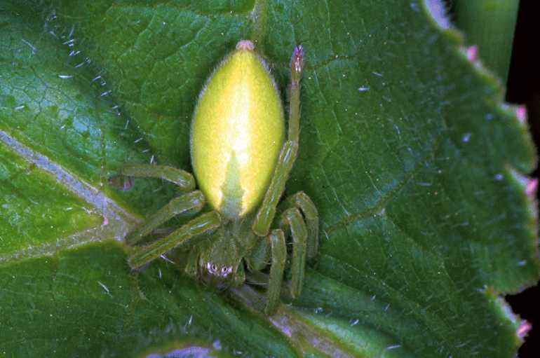 Micrommata_virescens_F1282_Z_82_Laprade_Frankrijk.jpg