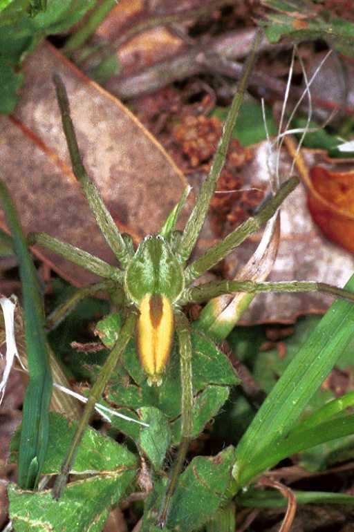 Micrommata_virescens_F1305_Z_83_Laprade_Frankrijk.jpg