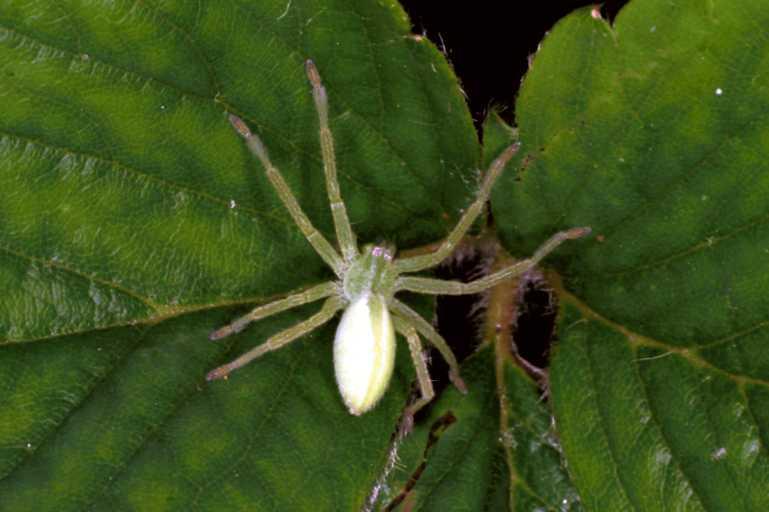 Micrommata_virescens_F1494_Z_78_Badhoevedorp_Nederland.jpg