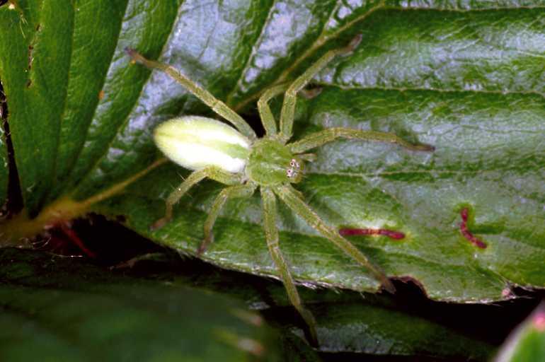 Micrommata_virescens_F1496_Z_78_Badhoevedorp_Nederland.jpg