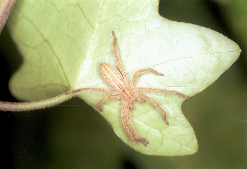 Micrommata_virescens_F1497_Z_85_Badhoevedorp_Nederland.jpg