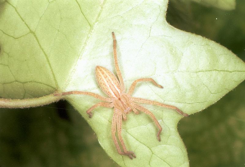 Micrommata_virescens_F1498_Z_85_Badhoevedorp_Nederland.jpg