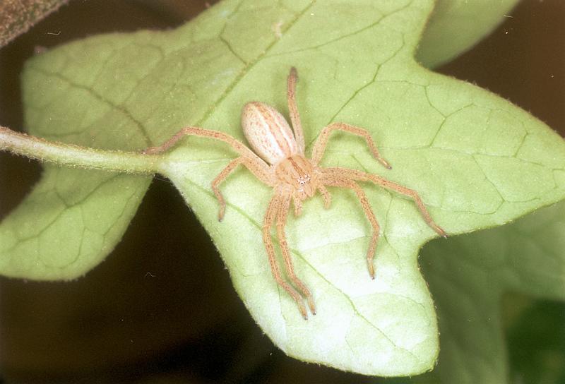 Micrommata_virescens_F1499_Z_85_Badhoevedorp_Nederland.jpg