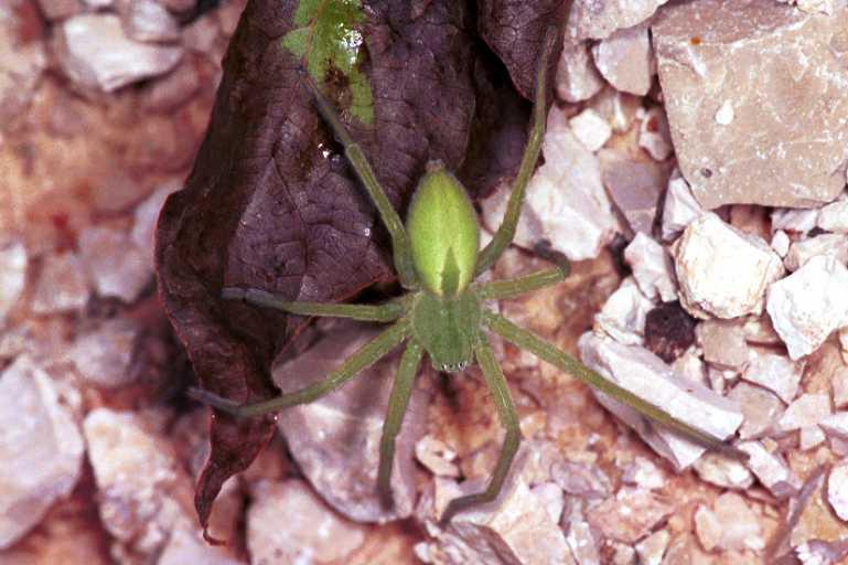 Micrommata_virescens_RF0757_Z_85_Colombey-les-Belles_Frankrijk.jpg