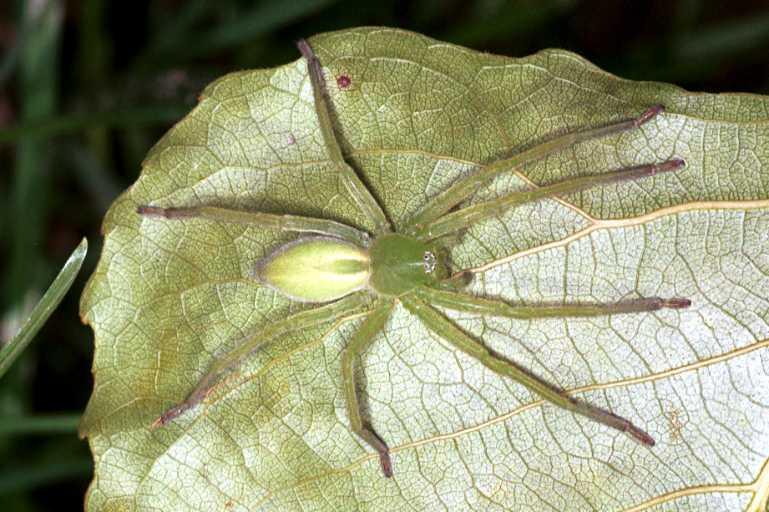 Micrommata_virescens_RF0760_Z_82_Colombey-les-Belles_Frankrijk.jpg