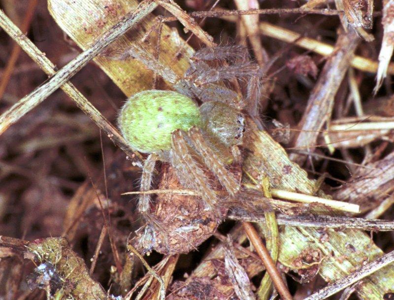 Neosparassus_ZZ154_F1807_Z_82_Litchfield_Australie.jpg