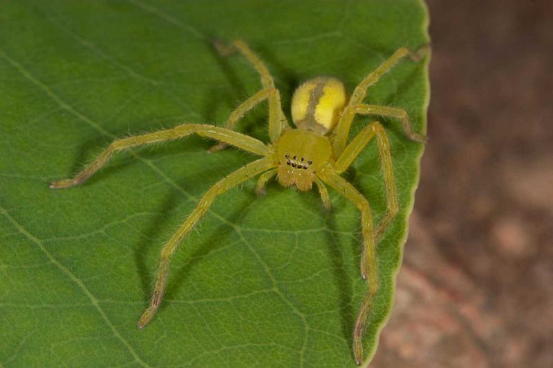 Neosparassus_ZZ280_D2682_Z_85_-_Australie.jpg