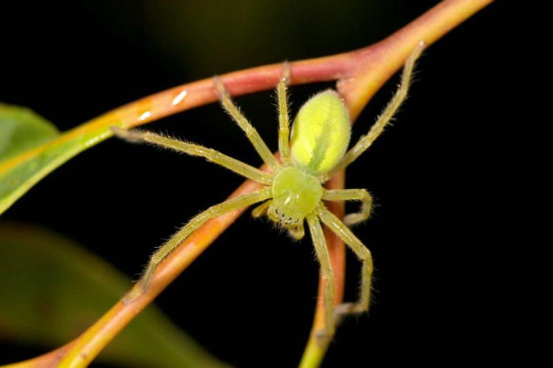 Neosparassus_ZZ280_D2687_Z_80_-_Australie.jpg