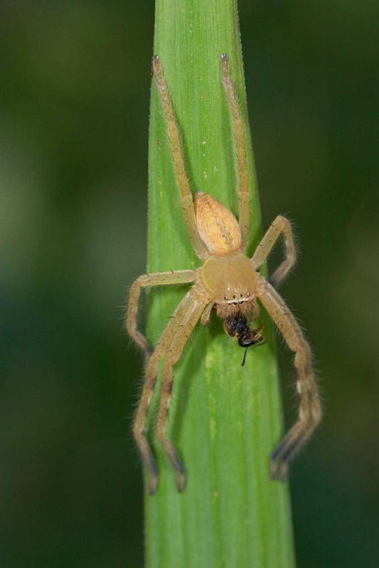 Neosparassus_ZZXYX_D2671_Z_78_-_Australie.jpg