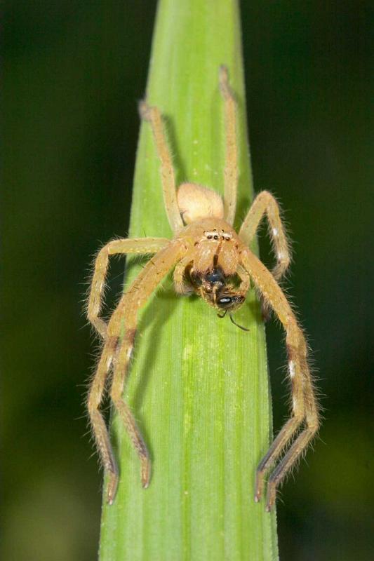 Neosparassus_ZZXYX_D2674_Z_76_-_Australie.jpg