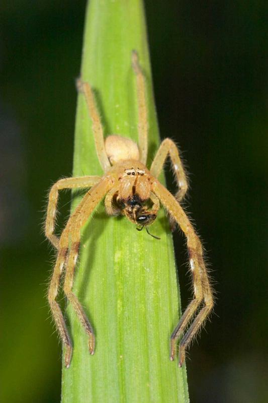 Neosparassus_ZZXYX_D2675_Z_76_-_Australie.jpg