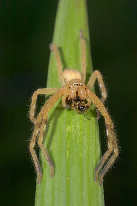 Neosparassus_ZZXYX_D2676_Z_76_-_Australie.jpg