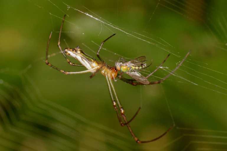 Leucage_decorata_RF0535_Z_75_Daintree-Giru_Australie.jpg