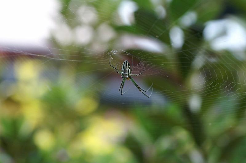 Leucage_granulata_D4161_Z_85_Nudgee_Australie.jpg