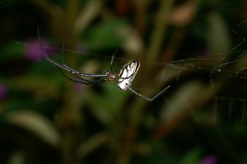 Leucage_granulata_D4162_Z_89_Nudgee_Australie.jpg