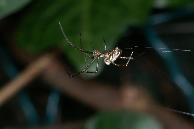 Leucage_granulata_D4173_Z_86_Nudgee_Australie.jpg