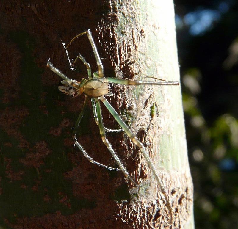 Leucage_granulata_D6229_Z_80_Brisbane_Australie.jpg