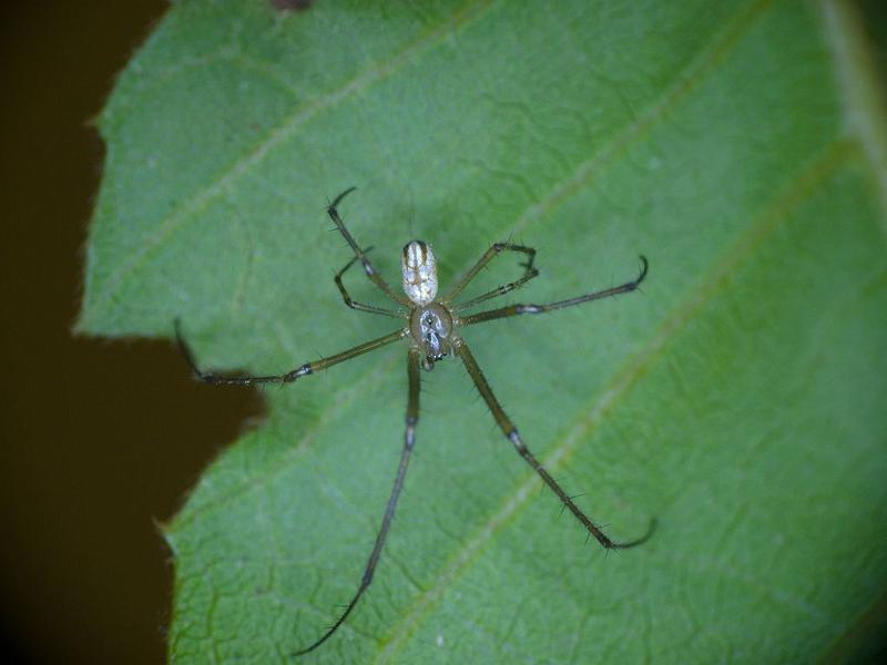 Leucage_granulata_D6238_Z_86_Brisbane_Australie.jpg