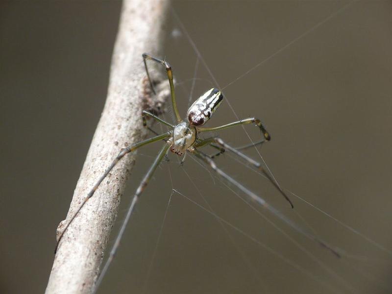 Leucage_granulata_D6460_Z_88_Brisbane_Australie.jpg