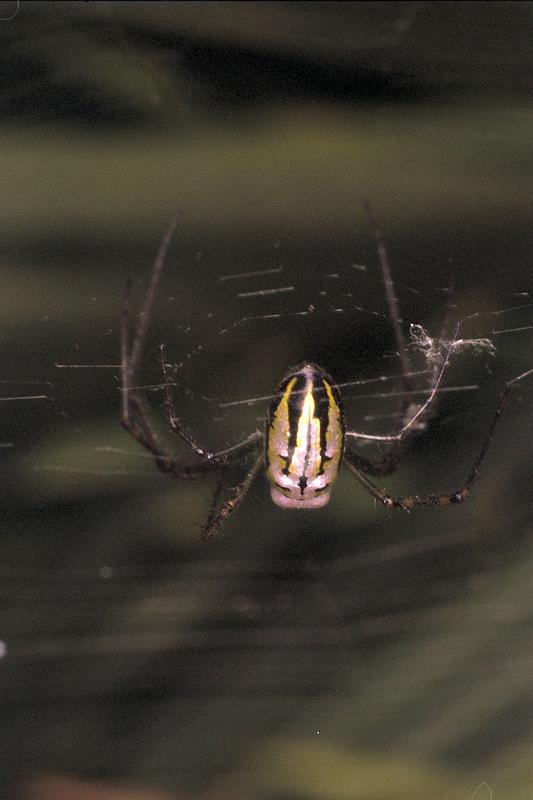 Leucage_granulata_F0585_O_82_Carnavon_Australie.jpg