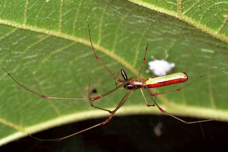 Tetragnatha_ZZ071_F0705_Z_93_Giru_Australie.jpg