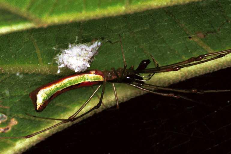 Tetragnatha_ZZ071_F0723_Z_75_Giru_Australie.jpg