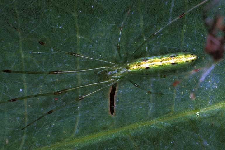 Tetragnatha_ZZ200_F0718_Z_80_Giru_Australie.jpg