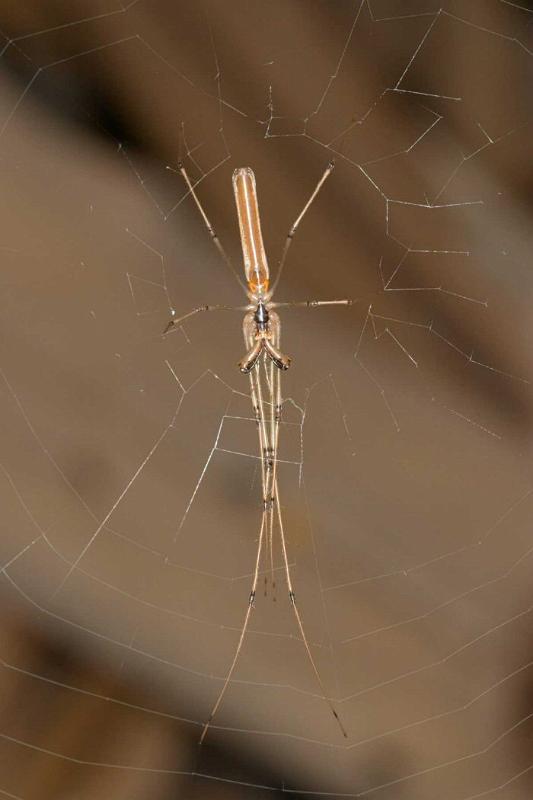 Tetragnatha_ZZ202_D2706_Z_75_-_Australie.jpg