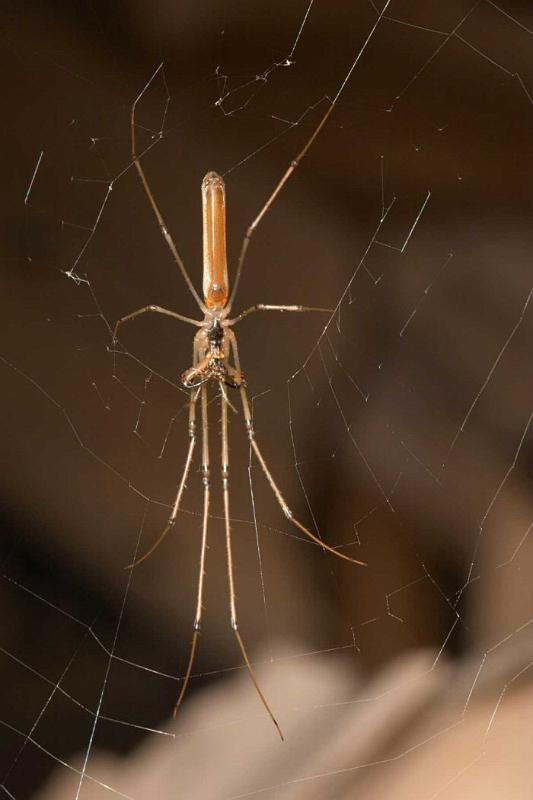 Tetragnatha_ZZ202_D2708_Z_76_-_Australie.jpg