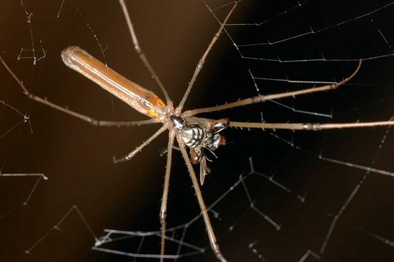 Tetragnatha_ZZ202_D2709_Z_78_-_Australie.jpg