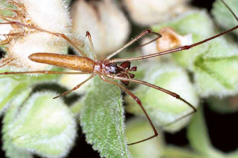 Tetragnatha_ZZ205_F0684_Z_82_Giru_Australie.jpg