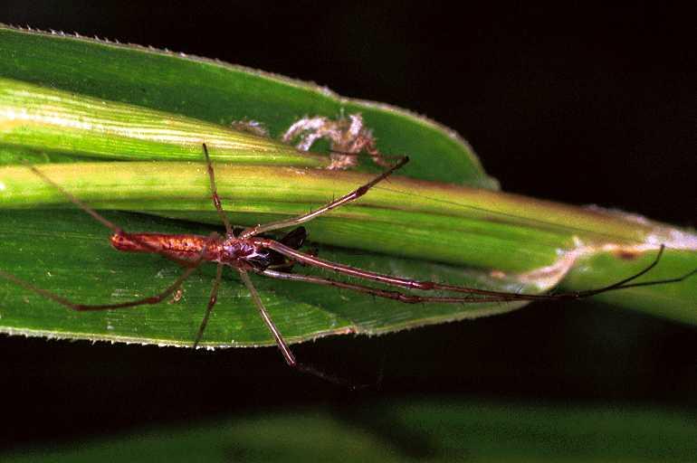 Tetragnatha_ZZ210_F0866_Z_82_Giru_Australie.jpg