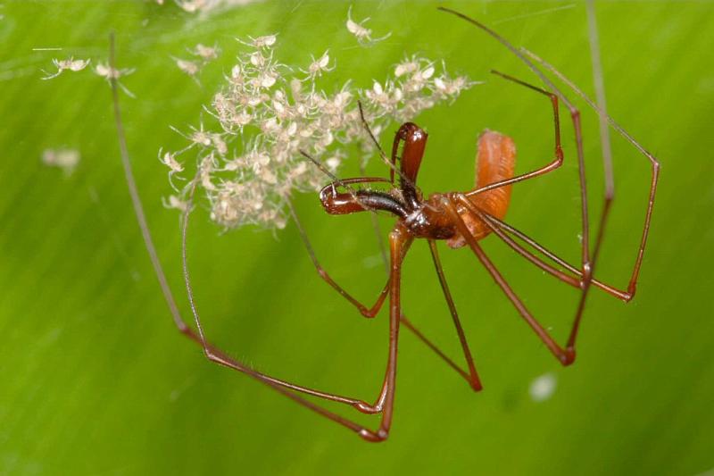 Tetragnatha_ZZ282_D2696_Z_87_-_Australie.jpg